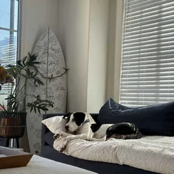 Rehoming Great Dane Pitty Mix Puppy