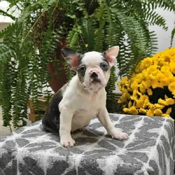 Lolly the Boston Puppy