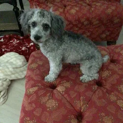 Pretty Poodle