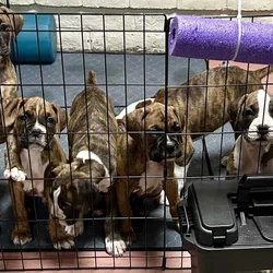 Boxer Puppies