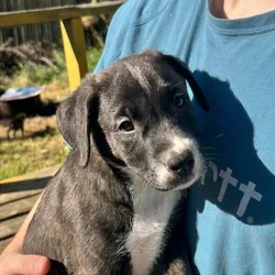 Mixed puppies