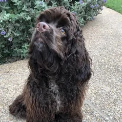 purebred cocker spaniel puppy AKC certificate