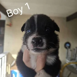 Beautiful Purebred Border Collie Puppies –orlando