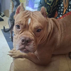 FREE Pocket pitbull female 1yr old
