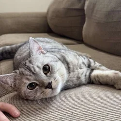Adorable British shorthairs