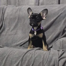 AKC French bulldog puppies (females)