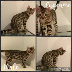 Bengal kittens