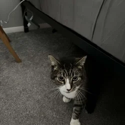 Male Feline - White Socks