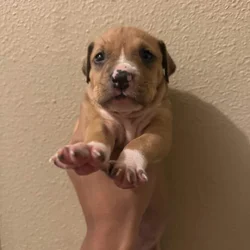 Blue nose pit puppies