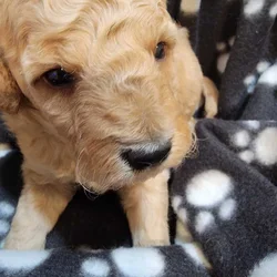 Mini Goldendoodle- Female and Male
