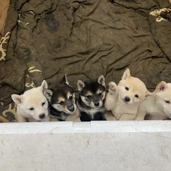 Shiba Inu puppies for sale