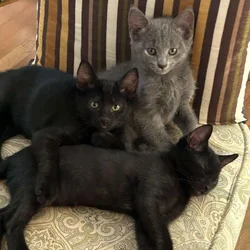 🐾 Bonded Black Kittens & Gray Pal – Shallotte NC