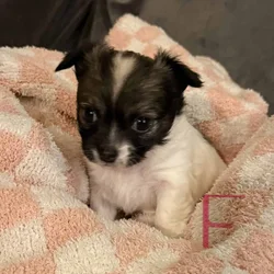 Long haired Chihuahua pups