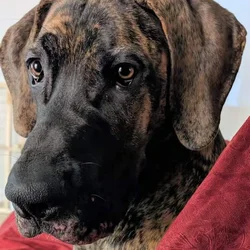 Great Dane 9mnths