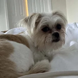 Shorkie Female - 2 y/o