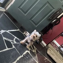 8 month old full breed Yorkie