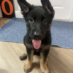 German Shepherd- Male