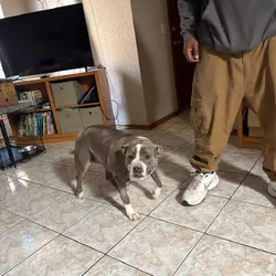 Needs a forever home