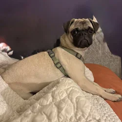 Pug Male