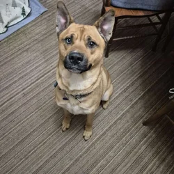 Mars the Pitsky