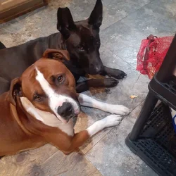 Dogs need rehoming