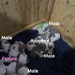 Blue Nose Pitbull puppies