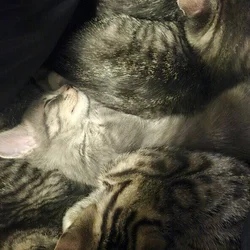 4 Ragdoll mix kittens needing rehoming
