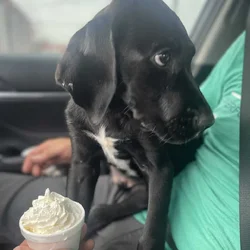 Labra Dane Puppy