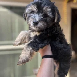 8 week old shorkie poo pups