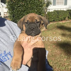 Cane corso puppies for sale