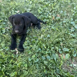 Labrador puppies for sale