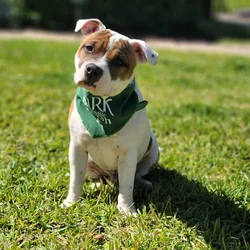 AKC registered Staffordshire Bull Terriet