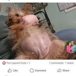 Yorkie litters comming Nov 2025
