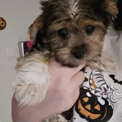 Yorkie Puppy