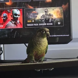 Green cheeked conure