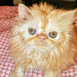 Extreme Red Tabby Persian Female CPC Ready Now