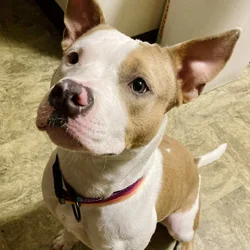 Lola May Be The One For You!