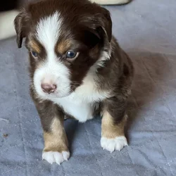 Miniature American Shepherd puppy