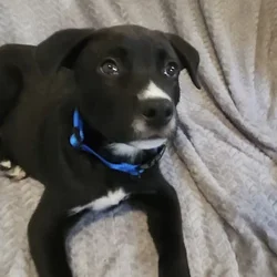 Duke Pitsky