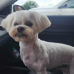 Maltipoo needs new home due to relocation
