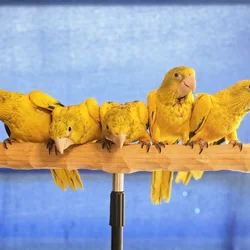 Golden Conure Babies