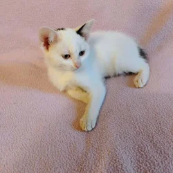 Kittens