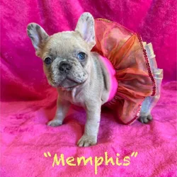 Female Frenchie Puppy * Ukraine Lineage * -Memphis