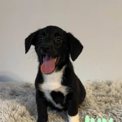 Corgi x Labrador