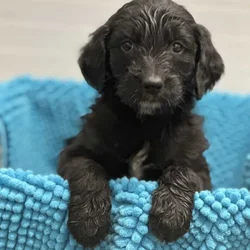 Miniature Doodle Puppies