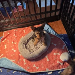 Darla’s micro mini Yorkies