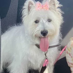 Westie AKC Female Looking for a family