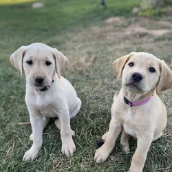 AKC English Labrador puppies Yellow & Fox Red