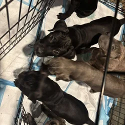 Cane Corso pups