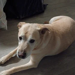 Older Dog Needing a Home